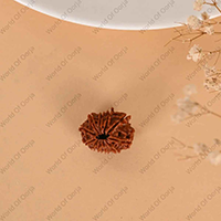 Oorja 11 Mukhi Rudraksha (Nepal)&nbsp;&nbsp;&nbsp;&nbsp;&nbsp;&nbsp;&nbsp;&nbsp;&nbsp;
