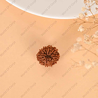 Oorja 10 Mukhi Rudraksha (Nepal)&nbsp;&nbsp;&nbsp;&nbsp;&nbsp;&nbsp;&nbsp;&nbsp;&nbsp;