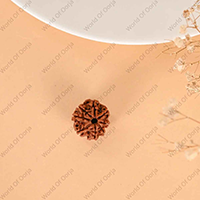 Oorja 8 Mukhi Rudraksha (Nepal)&nbsp;&nbsp;&nbsp;&nbsp;&nbsp;&nbsp;&nbsp;&nbsp;&nbsp;&nbsp;