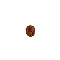 Oorja 12 Mukhi Rudraksha&nbsp;&nbsp;&nbsp;&nbsp;&nbsp;&nbsp;&nbsp;&nbsp;&nbsp;&nbsp;&nbsp;&nbsp;&nbsp;&nbsp;&nbsp;&nbsp;&nbsp;