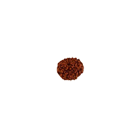 Oorja 11 Mukhi Rudraksha&nbsp;&nbsp;&nbsp;&nbsp;&nbsp;&nbsp;&nbsp;&nbsp;&nbsp;&nbsp;&nbsp;&nbsp;&nbsp;&nbsp;&nbsp;&nbsp;&nbsp;