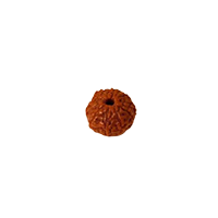 Oorja 10 Mukhi Rudraksha&nbsp;&nbsp;&nbsp;&nbsp;&nbsp;&nbsp;&nbsp;&nbsp;&nbsp;&nbsp;&nbsp;&nbsp;&nbsp;&nbsp;&nbsp;&nbsp;&nbsp;