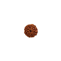 Oorja 8 Mukhi Rudraksha&nbsp;&nbsp;&nbsp;&nbsp;&nbsp;&nbsp;&nbsp;&nbsp;&nbsp;&nbsp;&nbsp;&nbsp;&nbsp;&nbsp;&nbsp;&nbsp;&nbsp;&nbsp;