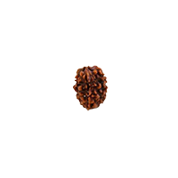 Oorja 3 Mukhi Rudraksha&nbsp;&nbsp;&nbsp;&nbsp;&nbsp;&nbsp;&nbsp;&nbsp;&nbsp;&nbsp;&nbsp;&nbsp;&nbsp;&nbsp;&nbsp;&nbsp;&nbsp;&nbsp;