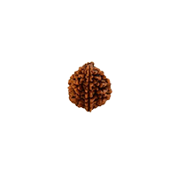 Oorja 2 Mukhi Rudraksha&nbsp;&nbsp;&nbsp;&nbsp;&nbsp;&nbsp;&nbsp;&nbsp;&nbsp;&nbsp;&nbsp;&nbsp;&nbsp;&nbsp;&nbsp;&nbsp;&nbsp;&nbsp;