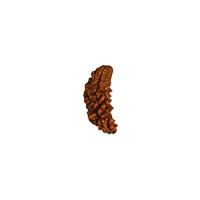 Oorja 1 Mukhi Rudraksha&nbsp;&nbsp;&nbsp;&nbsp;&nbsp;&nbsp;&nbsp;&nbsp;&nbsp;&nbsp;&nbsp;&nbsp;&nbsp;&nbsp;&nbsp;&nbsp;&nbsp;&nbsp;